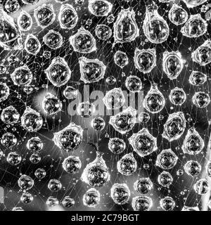 large drops of water after rain on the web close up black and white photo Stock Photo
