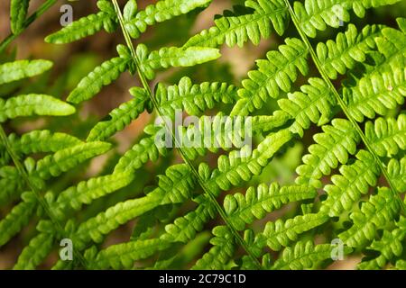 Poland. Przemyskie Voivodeship, around the town of Radawa. Summer forest vegetation, fern. Stock Photo