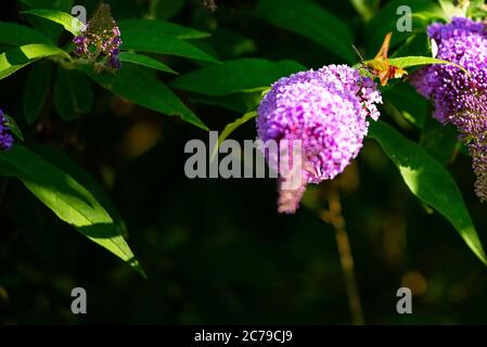 A broad-bordered bee hawk-moth drinks nectar from a flower in a garden Stock Photo