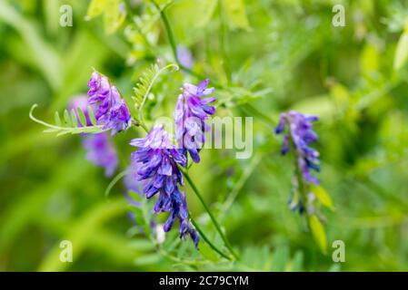 Vicia cracca,  (tufted vetch, cow vetch, bird vetch, blue vetch) violet flowers in meadow selective focus macro Stock Photo