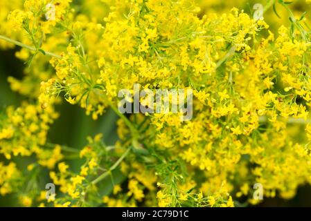 Galium verum (lady's bedstraw yellow bedstraw) yellow flowers in meadow macro selective focus Stock Photo