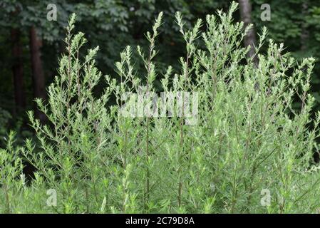 Artemisia vulgaris (common mugwort) weed closeup Stock Photo