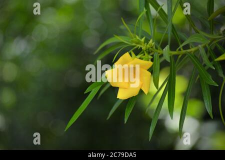 Thevetia peruviana or yellow oleander in the garden Stock Photo