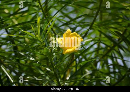 Thevetia peruviana or yellow oleander in the garden Stock Photo