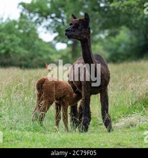 Alpaca , Vicugna pacos, suckling Stock Photo