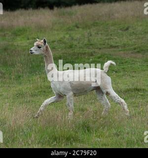 Alpaca , Vicugna pacos Stock Photo