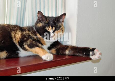Close up of a tortoise shell domestic pet cat sitting on a household window sill Stock Photo