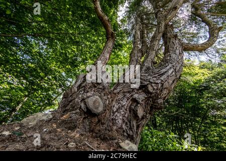 Large tree seen from below during the spring season Stock Photo