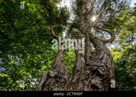 Large tree seen from below during the spring season Stock Photo