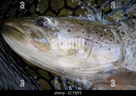 Telmen Fish A close up of the head of a Taimen fish, the largest salmonid species ...