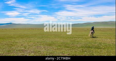 Mongolian nomad on horse, herding cashmere goats (Capra hircus laniger ...