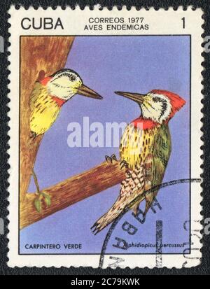 The stamp printed in CUBA  shows Cuban Green Woodpecker, 1977 Stock Photo