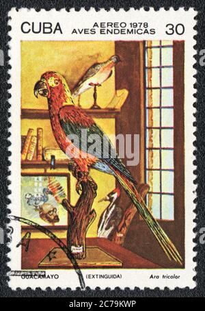 The stamp printed in CUBA  shows stuffed bird Cuban Red Macaw in interior,  circa 1978 Stock Photo