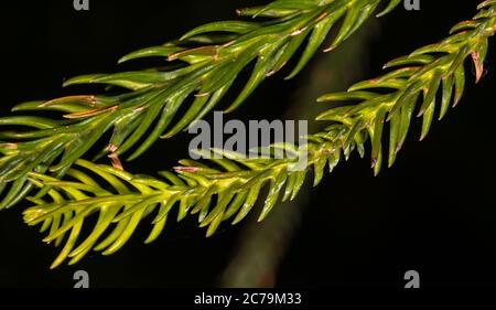 Branch of Japanese Cedar (Cryptomeria japonica) Stock Photo