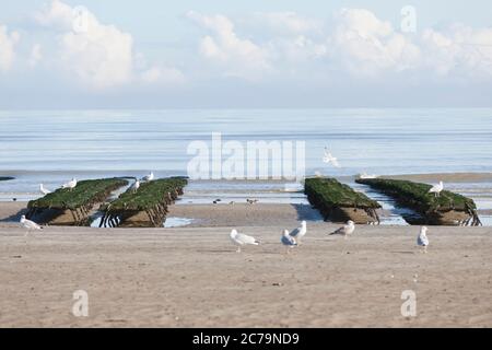 Oyster farming, oyster tables on Utah Beach in Normandy Stock Photo