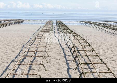 Oyster farming, oyster tables on Utah Beach in Normandy Stock Photo