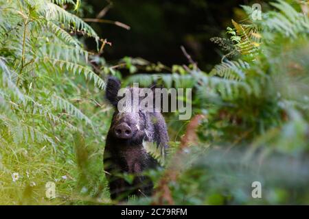 Wild boar in the undergrowth Stock Photo