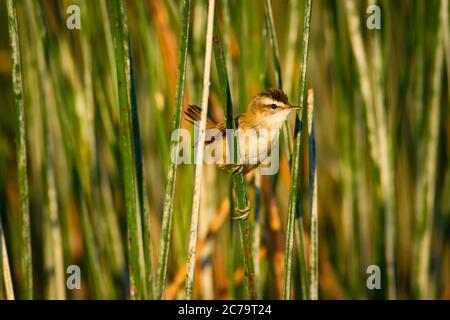 Cute little bird. Moustached Warbler. Green lake habitat background. Moustached Warbler. Acrocephalus melanopogon. Stock Photo