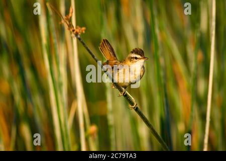 Cute little bird. Moustached Warbler. Green lake habitat background. Moustached Warbler. Acrocephalus melanopogon. Stock Photo
