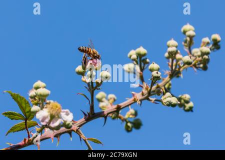 Honey bee taking nectar from a flower on a bramble Stock Photo