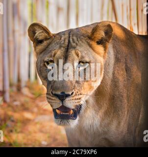 Close up head portrait of beautiful lioness with opened mouth looking at camera Stock Photo