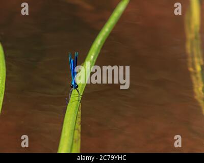 Blue dragonfly sitting on green river water grass Stock Photo