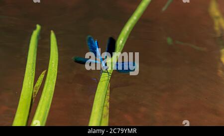 Blue dragonfly sitting on green river water grass Stock Photo