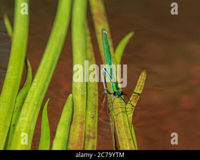 Green dragonfly sitting on washed river water tree Stock Photo