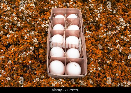 wooden container with white organic eggs lies on the orange grass with white flowers. the eggs in the wooden container are sprinkled with dry grass, s Stock Photo