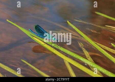 Beautiful water blue insect dragonfly on green river grass Stock Photo