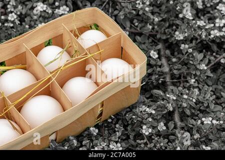 Fresh farm Chicken eggs in wooden container on a monochrome background with grass with white flowers outdoors. Stock Photo