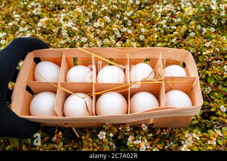 hand in black glove holds the Box with white fresh natural organic white eggs on green meadow background. Organic farm eggs from the free range chicke Stock Photo