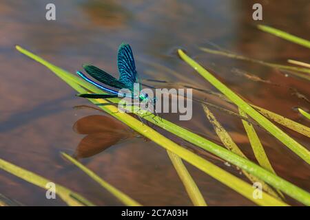 Beautiful water blue insect dragonfly on green river grass Stock Photo