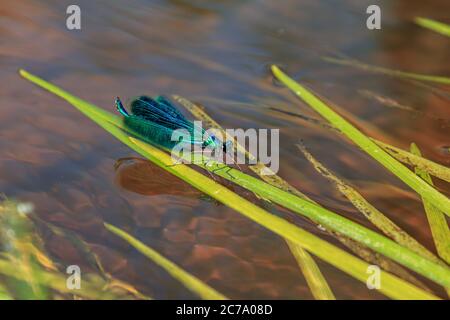 Beautiful water blue insect dragonfly on green river grass Stock Photo