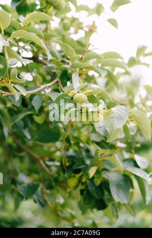 Green persimmon fruit on the branches of the tree. Stock Photo