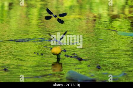 Beautiful water blue insect dragonfly flying on water lilie, out of focuss Stock Photo