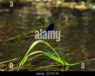 Beautiful water blue insect dragonfly on green river grass Stock Photo