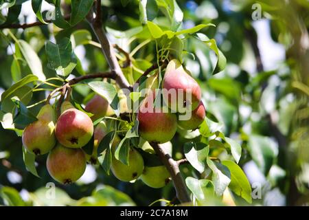 Low angle view on isolated red yellow green young unripe pears on tree against sky on german plantation - Germany (focus on fruits right) Stock Photo