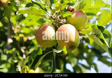 Low angle view on isolated red yellow young unripe appels on tree against blue sky on german plantation - Germany Stock Photo