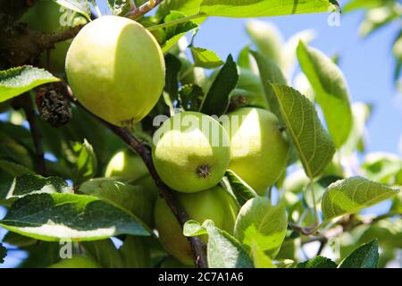 Low angle view on isolated green young unripe appels on tree against blue sky on german plantation - Germany Stock Photo