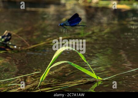 Beautiful water blue insect dragonfly flying on green river grass, out of focuss Stock Photo