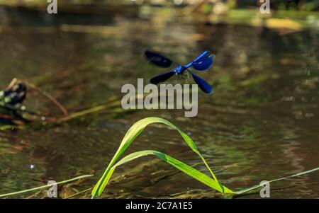Beautiful water blue insect dragonfly flying on green river grass, out of focuss Stock Photo