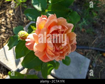 delicate flower of roses of caramel-colored cafe Stock Photo