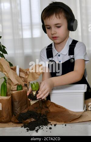 The boy is engaged in the planting of hyacinths. Carefully takes the bulb of the plant with his fingers with two palms. Stock Photo