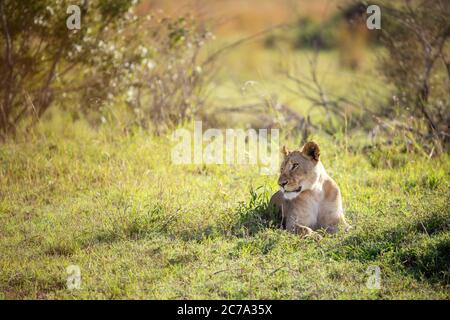 Beautiful young adult lioness takes shade from the heat of the day in the Masai mara, Kenya. Stock Photo