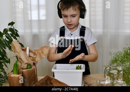 The boy is engaged in the planting of hyacinths. Shakes off the palms of his hands from the soil. Stock Photo