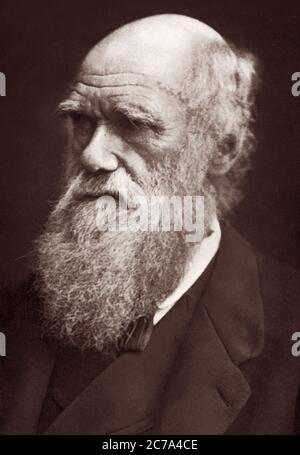 Charles Robert Darwin (1809-1882), evolutionist and author of On the Origin of Species, in an 1877 portrait by Lock and Whitfield. Stock Photo