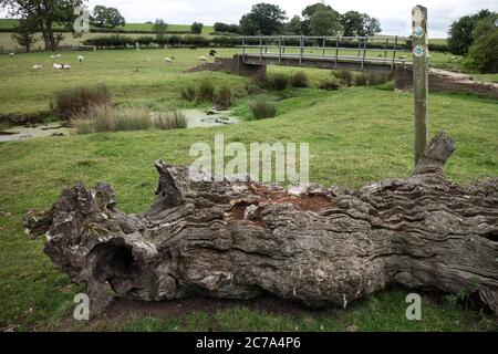 An old gnarled log by the Inchford Brook, Warwickshire, England, UK Stock Photo