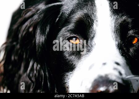 Close-up of a spaniel's face Stock Photo