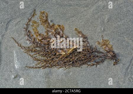 Japanese Wireweed seaweed (Sargassum muticum), a brown algae, washed up on a sandy beach. Stock Photo